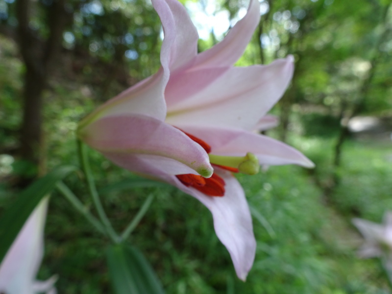 ササユリ便り⑨・・・せんなん里海公園内うみべの森_c0108460_22530073.jpg