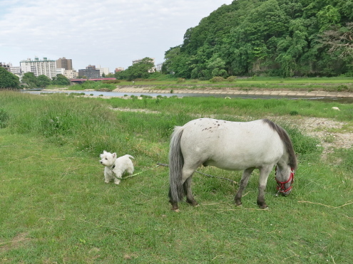 でんでん、ポーちゃんに乗る♪_c0260460_18164524.jpg