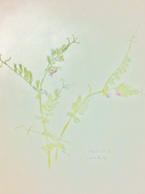 野の花スケッチ　「カラスノエンドウ」_c0322261_06221370.jpg