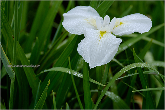 雨の菖蒲園_a0280374_16333295.jpg