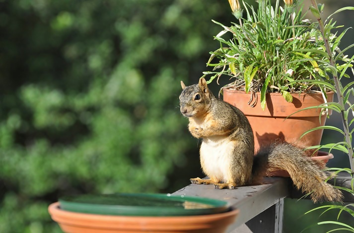 Squirrel on bird feeder on our deck_b0369375_550436.jpg