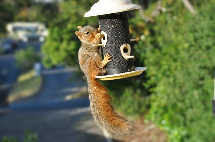 Squirrel on bird feeder on our deck_b0369375_551357.jpg