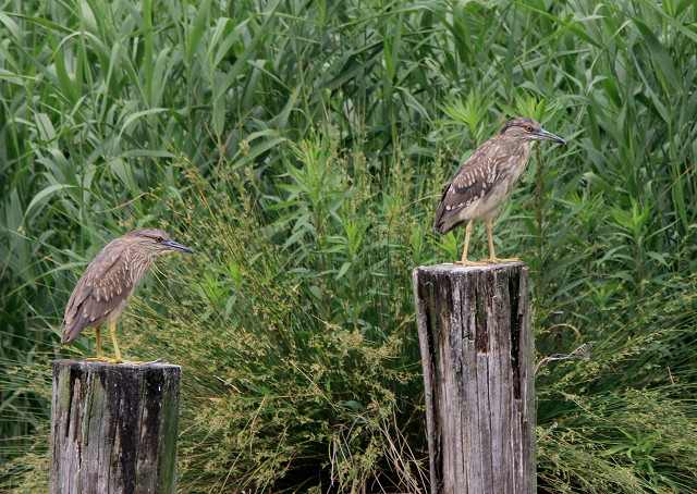 ゴイサギ成鳥・幼鳥_b0227680_9292927.jpg