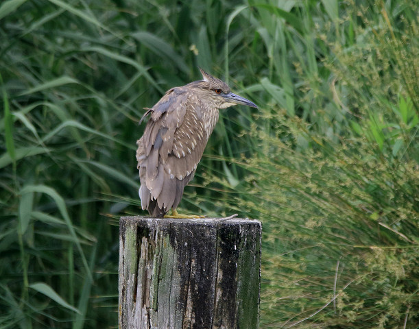 ゴイサギ成鳥・幼鳥_b0227680_9303183.jpg