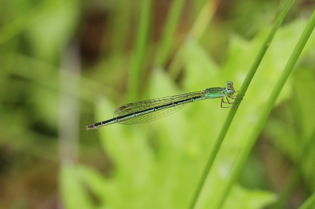 黒沢湿原を守ろう会_d0156387_21224797.jpg