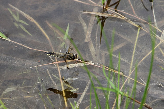 黒沢湿原を守ろう会_d0156387_21253154.jpg