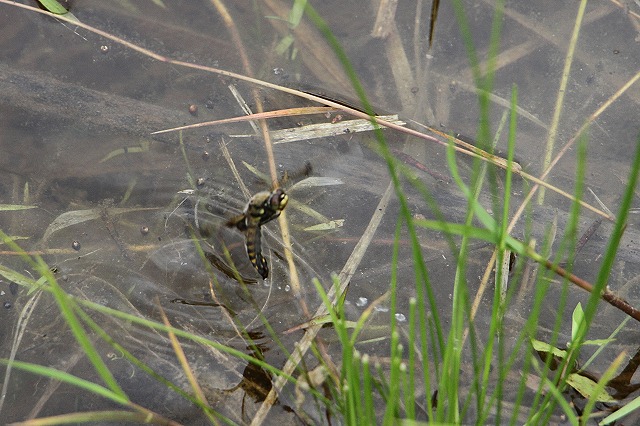 黒沢湿原を守ろう会_d0156387_2125409.jpg