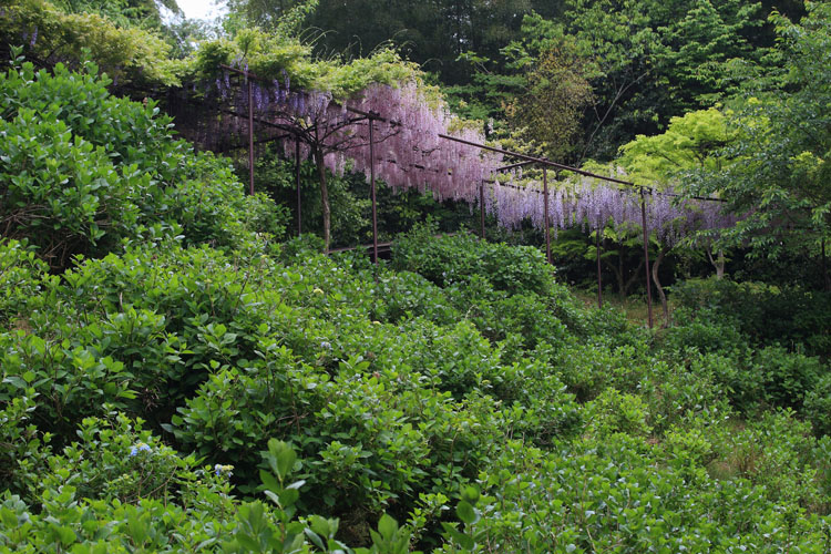 丹州観音寺_e0051888_6333891.jpg