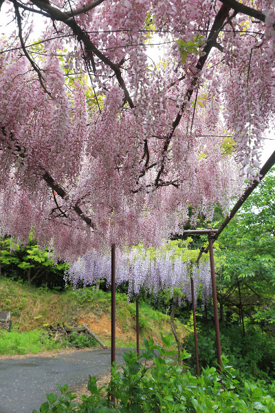 丹州観音寺_e0051888_634042.jpg