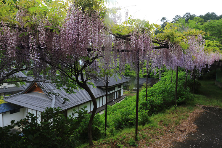 丹州観音寺_e0051888_6341038.jpg