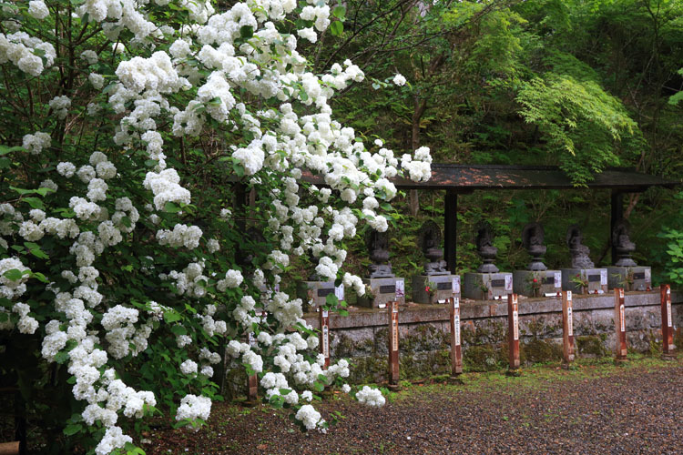 丹州観音寺_e0051888_6343517.jpg