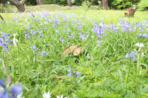 小さな散策「お花のこよみ教室」2016.5.18_c0128489_21194837.jpg