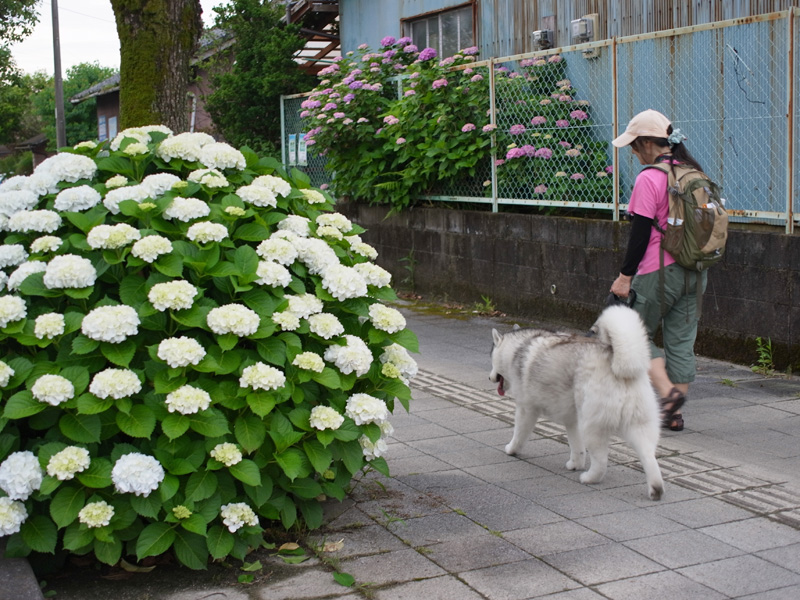 花の精♡ (*^_^*)_c0049299_749546.jpg