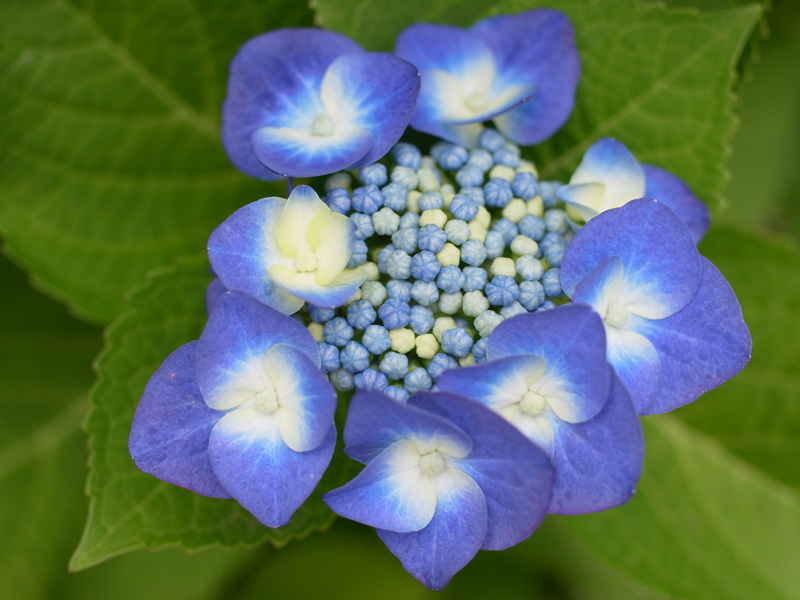 花の精♡ (*^_^*)_c0049299_7535274.jpg