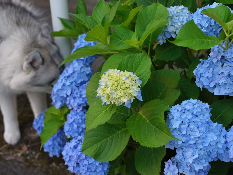 花の精♡ (*^_^*)_c0049299_755193.jpg