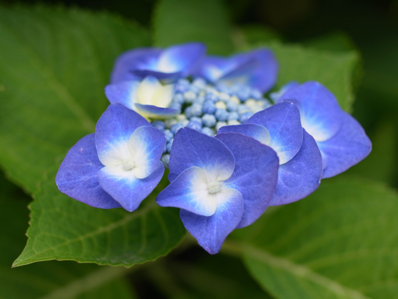 花の精♡ (*^_^*)_c0049299_7562142.jpg