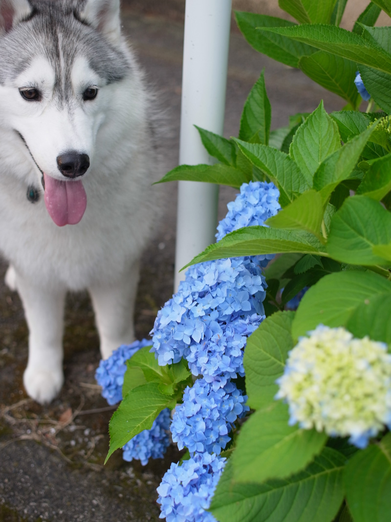 花の精♡ (*^_^*)_c0049299_7574991.jpg