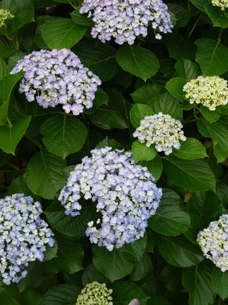 花の精♡ (*^_^*)_c0049299_7592065.jpg