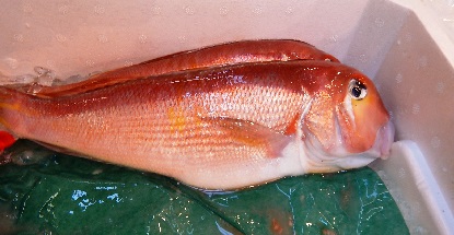 魚河岸シリーズ アマダイ_e0077899_1444573.jpg