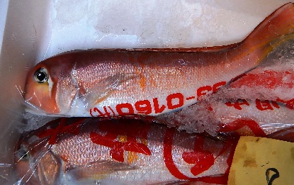 魚河岸シリーズ アマダイ_e0077899_1453100.jpg