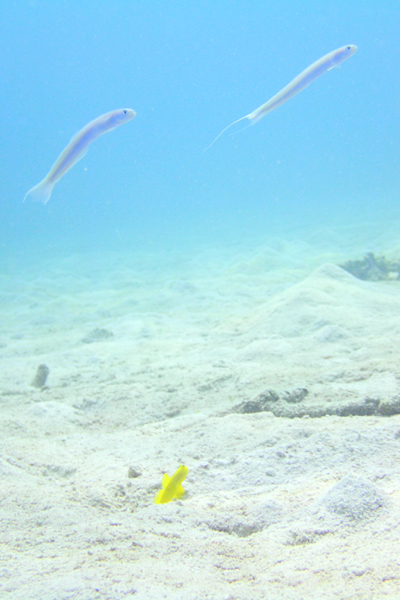 f0121701_1854156.jpg