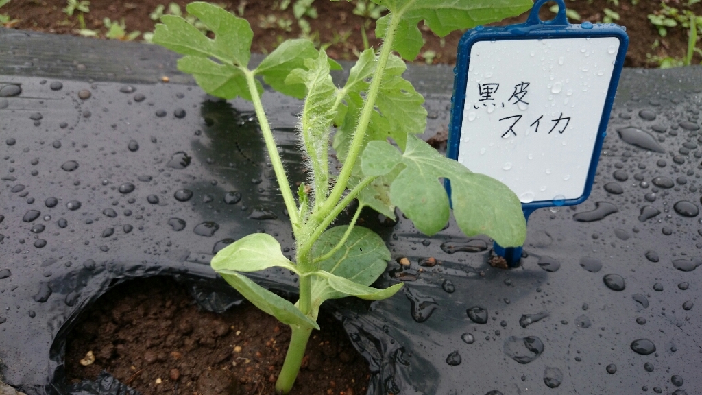 素敵なズッキーニ_c0301809_09443682.jpg