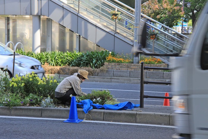 市役所の窓辺の花！_c0083210_154585.jpg