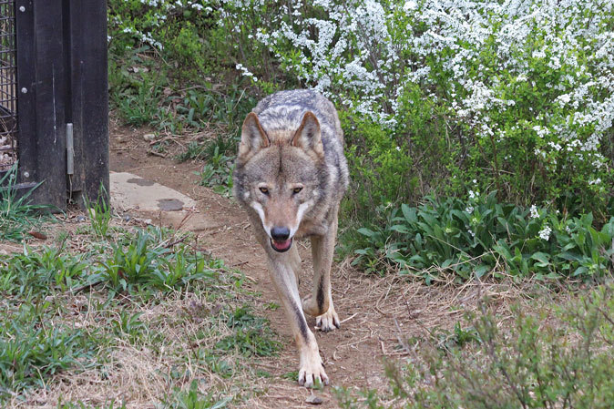 花と狼 続々 動物園ありマス