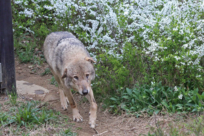 花と狼 続々 動物園ありマス