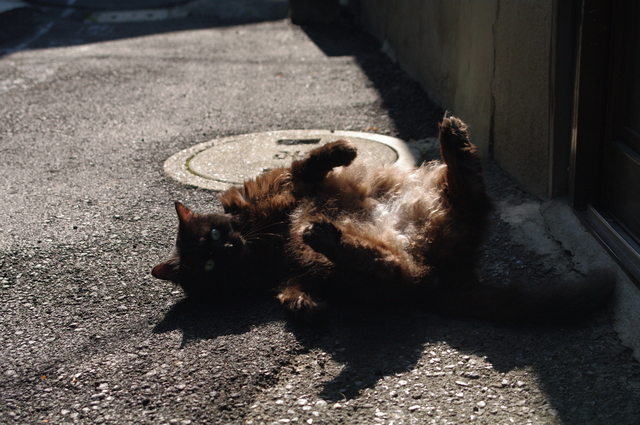 Mon chat qui se roule par terre au soleil_b0269519_0222886.jpg