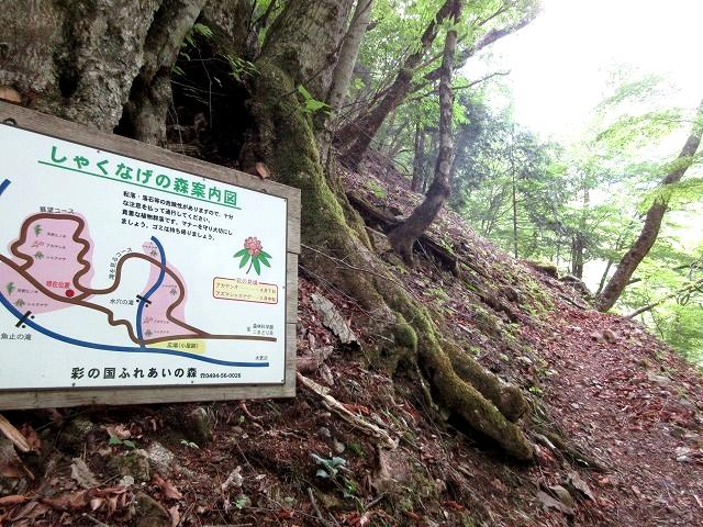 奥秩父　中津川大若沢で沢登り　　　　　 Stream Climbing in Ōwakasawa, Chichibu-Tama-Kai NP　　　　_f0308721_1702199.jpg