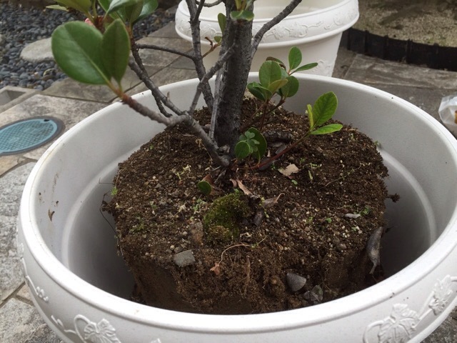 車輪梅と白南天の植え替え 良いことみ っけた 車輪梅と白南天の植え替え 良いことみ っけた