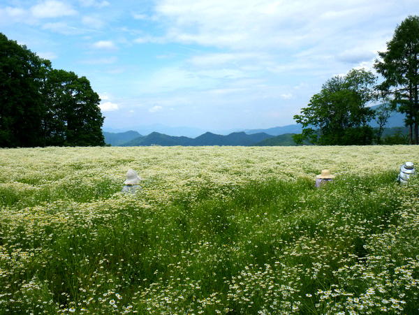 「長野・池田町 八寿恵荘のカミツレ畑」_a0000029_8545960.jpg
