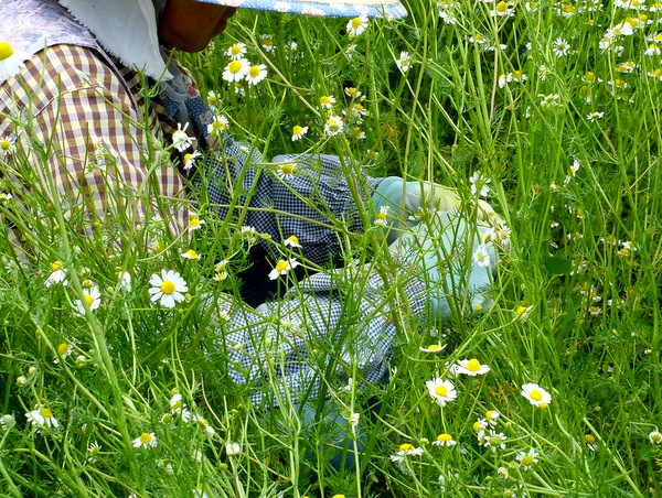 「長野・池田町 八寿恵荘のカミツレ畑」_a0000029_8563494.jpg