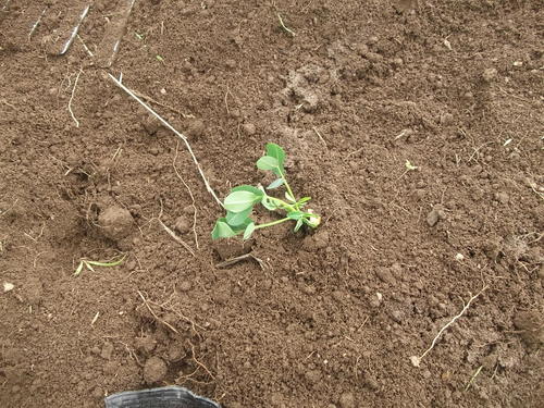 植え付けのアンカーは、落花生_b0137932_16203670.jpg