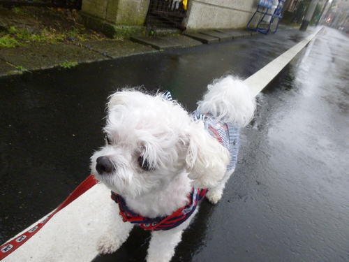 今日は雨だった_e0191034_0363761.jpg