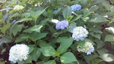 トウモロコシの雄花と雌花 こうのふぁーむ通信 トウモロコシの雄花と雌花 こうのふぁーむ通信