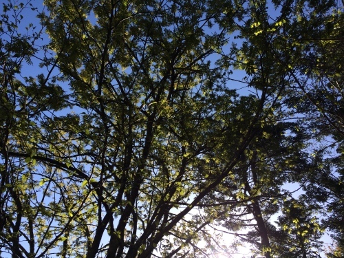 5月31日の日記_c0369344_09142975.jpeg