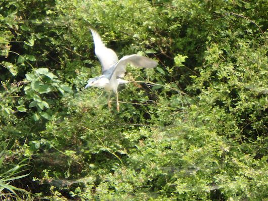 『手賀沼鳥見いろいろ 2016.5.29（下）』 _a0289546_2320642.jpg