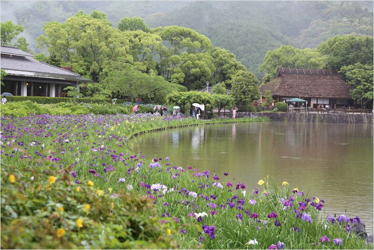 南楽園　花菖蒲まつり ①_a0256349_1131645.jpg