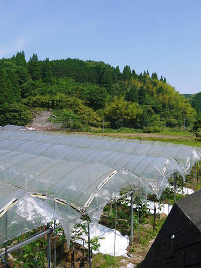 甘熟いちじく 着果の様子と副梢の話_a0254656_17594565.jpg