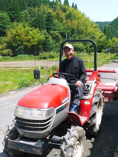 甘熟いちじく 着果の様子と副梢の話_a0254656_1913137.jpg
