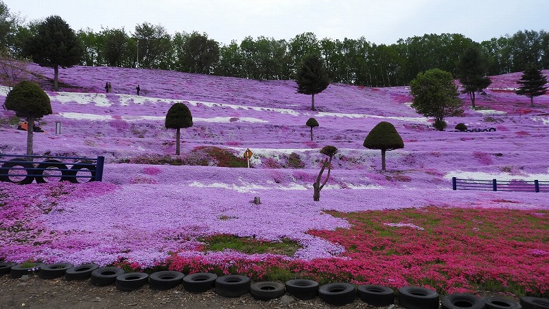 26日ひがしもこと芝桜公園 _b0366761_21142677.jpg