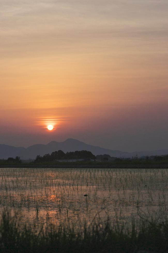 　明日香・橘　棚田の夕景_b0161171_20275471.jpg