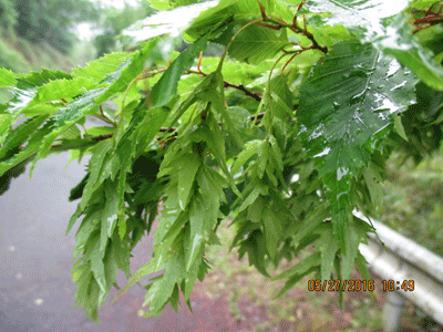 f0140773_175197.gif