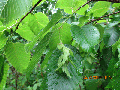 f0140773_1753083.gif