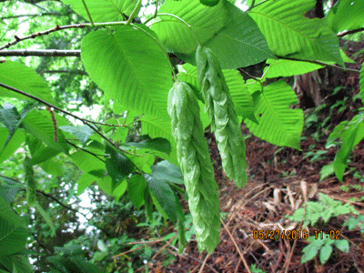 f0140773_1763997.gif
