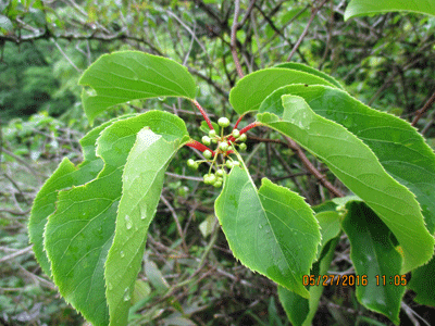 f0140773_1765786.gif