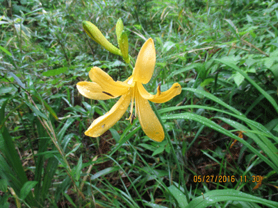 f0140773_1772113.gif