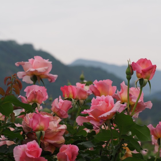 信州中野のバラです！_a0104074_10341966.jpg